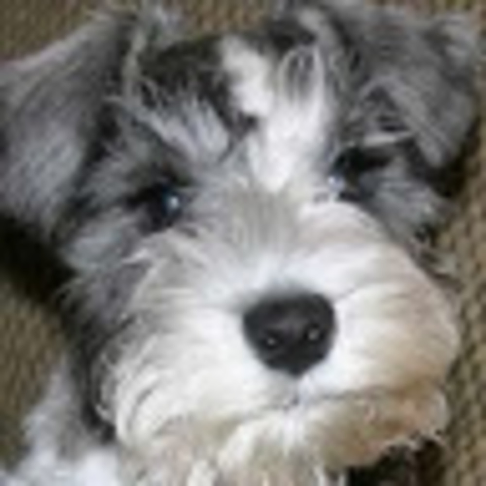 Meet your Posher, Schnauzer23